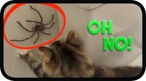They don't spin webs and don't catch their prey in them; Question Can A Wolf Spider Kill A Cat Computer Hardware