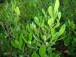 Image result for Rapanea