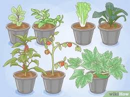 Put your garden in a noticeable area. 3 Ways To Grow A Container Garden Wikihow