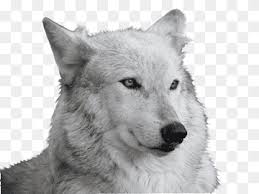 We did not find results for: Dire Wolf Alpha Png Images Pngwing