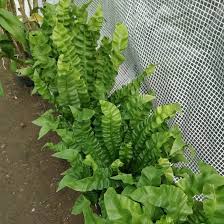 Image result for Asplenium currorii