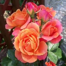 Check spelling or type a new query. Floribunda Floribunda