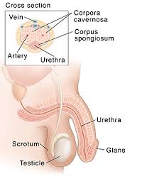 Male anatomy ref, adam skutt. Stages Of An Erection Saint Luke S Health System