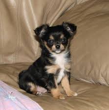 Will i need a blood transfusion ? Will X Raisin Black And Tan Female Longcoat Chihuahua Puppy Chihuahua Puppies Puppies And Kitties Cute Animals