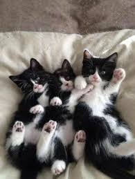 Black And White Tuxedo Cats For Sale Heartwarming Sights Image By Lisa Decarbo Cute Cats Beautiful Cats Pretty Cats