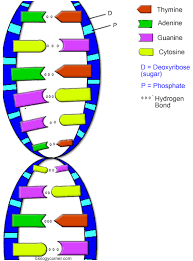 2.7 dna replication, transcription & translation. Https Www Oakparkusd Org Cms Lib5 Ca01000794 Centricity Domain 307 12 1 20and 2012 2 20dna 20and 20dna 20replication Pdf