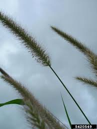 Image result for Cenchrus polystachios