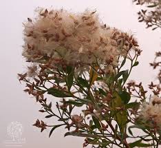 Image result for Nidorella ivifolia