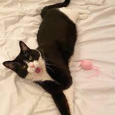 Yawning Tuxedo Cat Gorgeous Cats Crazy Cats Cats