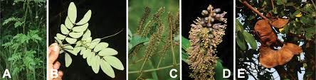 Image result for Entada chrysostachys
