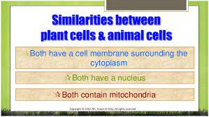 Panel discussion lesson plan by elaine moran 9033 views. Differences Between Plant And Animal Cells