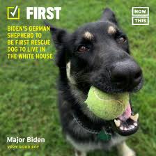 To help ensure that our dogs are matched with responsible, appropriate owners, we will require that … dogs for adoption read more » Safe Haven Puppy Rescue Posts Facebook