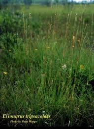 Image result for Elionurus tripsacoides