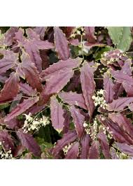 Image result for Synadenium glabratum