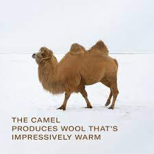 The major difference between fleece of angora and camel is the texture of the fleece. Suitsupply On Twitter The Camel Overcoat Is Made From Exceptionally Warm And Robust Camel Fleece Swipe For Ways To Wear It Https T Co Qv9jw4jevw Suitsupply Findyourownperfectfit Https T Co V5lagxsb20