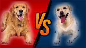 Labrador Retriever Ozellikleri Kopek Cinsleri Youtube