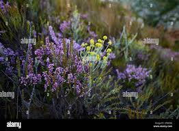 Image result for Muraltia