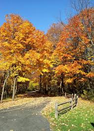 A Walk In Busse Woods Elk Grove Village Il Country Roads Village Elk Grove