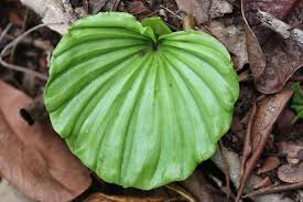 Image result for Nervilia kotschyi