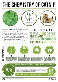 The Chemical Behind Catnip S Effect On Cats Science Chemistry Catnip Chemistry