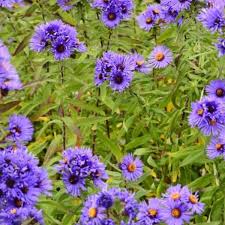 Vor allem herbstastern bringen mit ihrer blüte noch farbe in den garten. Aster Novae Angliae Guido En Gezelle Stauden Pflanzen Kaufen Online Matelma Com