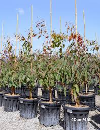 Image result for Eucalyptus tereticornis