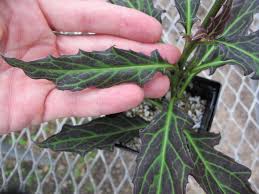 Image result for Gynura pseudochina