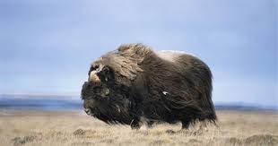 The domestic bos taurus (commonly meaning the castrated males, used to also used from late old english of the wild, undomesticated bovines. Humans Off The Hook For Musk Ox Extinction
