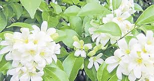 Beautify your space and bring nature home with these enticing items. Terrace Chants The Best Place To Buy Balcony Plants