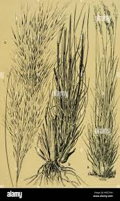 Image result for Aristida stipoides