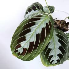 Image result for maranta