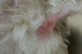 Image result for hotspot dogs