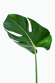 Download Premium Psd Of Monstera Delicosa Plant Leaf On A White Background Plant Leaves Plants Monstera