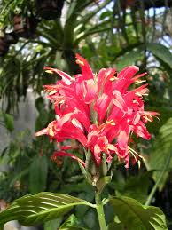 Image result for Pachystachys