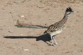 Roadrunner products are successfully sold in various countries of the world. File Roadrunner At Falcon Sp Jpg Wikimedia Commons