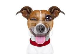 Emoticon oder emoji dumm dummen hund wandposter • poster Jack Russell,  smiley, Karikatur