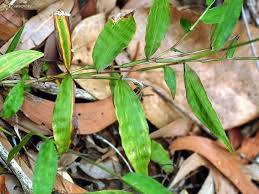 Image result for Oplismenus compositus