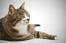 My cat has been limping around since thursday night. My Cat Hurt His Leg And Now He Won T Eat What Do I Do Catster