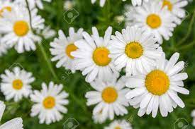 Pradera De Leucanthemum Vulgare De Flores Silvestres Con Petalos Blancos Y Centro Amarillo En Flor Fotos Retratos Imagenes Y Fotografia De Archivo Libres De Derecho Image 83847053