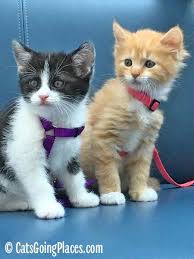Baby Black And Orange Kitten If You Want To Travel With Cats Start When They Re Young Here S How Black And White Tuxedo Kitten And Orange Tab Tabby Kitten Orange Tabby Kitten Tabby Cat