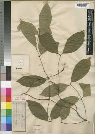 Image result for Helichrysum ellipticifolium