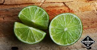 7) lemon/lime water can help lower blood pressure. Health Benefits Of Lime Gardening Channel