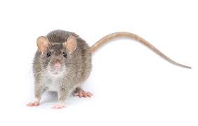 myths facts about rodents rodent