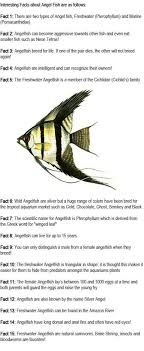 Aquariumfish Aquarium Fish Swim Aquariumfreshwaterfishtanks Angel Fish Diy Fish Tank Angel Fish Tank