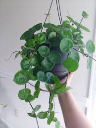 Plenty but let it dry out between 2 watering. Hoya Chelsea And Philodendron Lemon Lime Album On Imgur