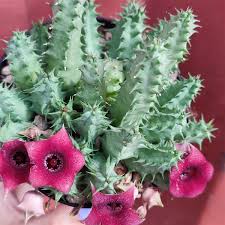 Image result for Huernia kirkii