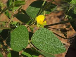 Image result for Rhynchosia