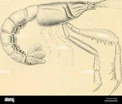 Image result for Glyphaea