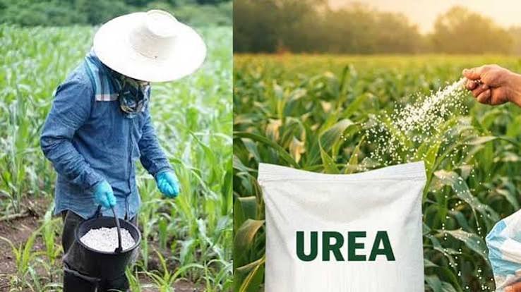 யூரியா இறக்குமதியில் தட்டுப்பாடு: மாற்று வழிக்கு அனுமதி அளித்த மத்திய அரசு | Shortage in urea import: Central government approves alternative route