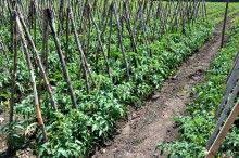 Si tarzie (cultura a doua) in conditii de cultivare in solarii si in camp. AdaugÄ Pin Pe Agro Eco